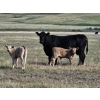 Image 10 : CK Cattle Co. (Scott & Laura Culligan) - 440# October Delivery Heifer Calves - 120 Head (Eyre, SK)