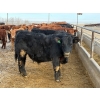 Image 8 : Quarter Circle X Ranch - 850#  February Delivery Steers - 75 Head (Madden, AB)