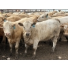 Image 1 : Douglass Agro - 940# June Delivery Heifers - 170 Head (Gem, AB)