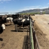 Image 3 : Idaho Dairies/Ranches - 53 Mixed (Burley, ID)
