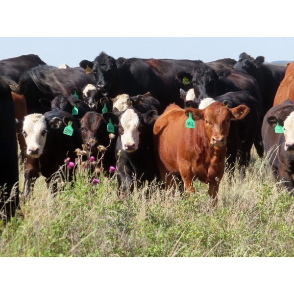 Raymore Farming Co. - 490# October Delivery Heifer Calves - 240 Head (Raymore, SK)