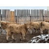 Image 5 : Lowe Ranches - 698# December Delivery Weaned Steers - 92 Head (Nanton, AB)