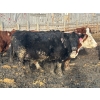 Image 11 : M & H Ranch & Feedlot - 1525# Cows - 39 Head (Pincher Creek, AB)