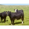 Image 10 : Saddle Ridge Ranching - 970# Sept/Oct Delivery Grass Heifers - 63 Head (Strathmore, AB)