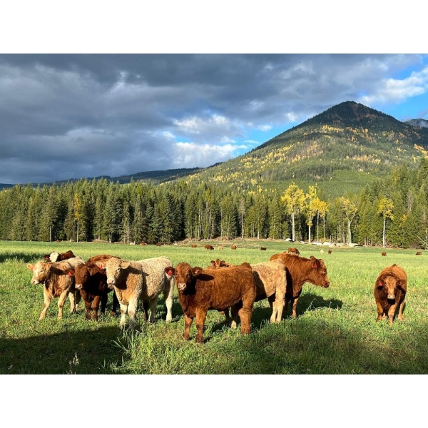 Squaw Valley Ranch - 840# October Delivery Steer Calves - 70 Head (Lumby, BC)
