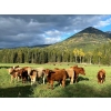 Image 1 : Squaw Valley Ranch - 730# October Delivery Heifer Calves - 80 Head (Lumby, BC)