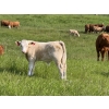 Image 5 : Gerald Lawrence - 700# October Delivery Steer Calves - 85 Head (Pine Lake, AB)