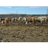 Image 4 : Bauer Ranching - 890# February Delivery Steers - 210 Head (Hilda, AB)