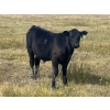 Image 6 : Darrell Goldsmith - 450# October Delivery Steer Calves - 75 Head (Hoosier, SK)