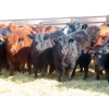 Image 3 : Dog River Ranch - 730# March/April Delivery Heifers - 43 Head (Corning, SK)