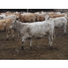 Image 26 : Vossepoel Cattle Co. - 630# December Delivery Weaned Heifers - 250 Head (Tilley, AB)