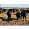 Image 1 : 9 Bar Ranch - 600# February Delivery Steers - 30 Head (Fincastle, AB) VBP+