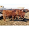 Image 7 : Hebert Livestock Ventures - 725# March Delivery Heifers - 128 Head (Wawota, SK) VBP+