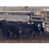 Image 3 : L&C Withage - 12 BBF Replacement Heifers (Monarch, AB)
