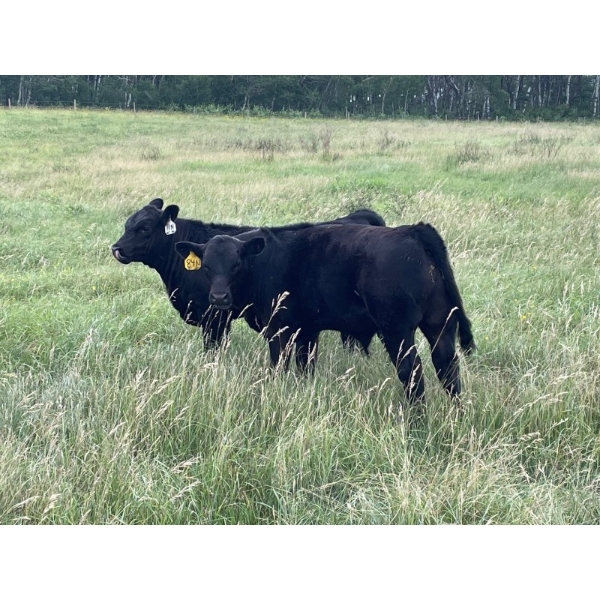 Gerald Kary - 675# October Delivery Steer Calves - 80 Head (Montmartre, SK)