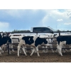 Image 3 : Camrose Colony - 635# Holstein Steers - 16 Head (Camrose, AB)