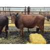 Image 2 : Prairie Ridge Ranch - 2 Mature Cows (Pen 152)
