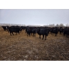 Image 5 : Amber Mountain Farms - 850# March Delivery Heifers - 200 Head (Fincastle, AB)
