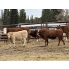Image 6 : John & Bobbi-Jo Sever - 775# November Delivery Steer Calves - 80 Head (Rocky Mountain House, AB)