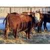 Image 5 : Salty Fox Farms - 26 Red Simm X Bred Heifers (Fork River, MB)
