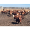 Image 4 : Glenn Peterson - 1075# September Delivery Grass Steers - 58 Head (Marwayne, AB)