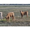 Image 3 : CK Cattle Co. (Scott & Laura Culligan) - 440# October Delivery Heifer Calves - 120 Head (Eyre, SK)