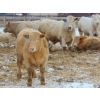 Image 2 : Justin & Kryston Tateson - 900# March Delivery Weaned Steers - 200 Head (Scandia, AB)