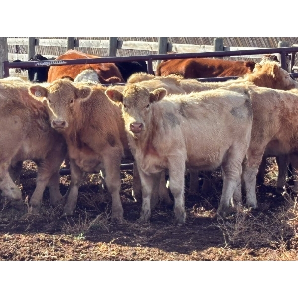 Donovan Banman - 630# October Delivery Heifer Calves - 50 Head (Hays, AB)