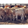 Image 1 : Donovan Banman - 630# October Delivery Heifer Calves - 50 Head (Hays, AB)