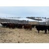 Image 4 : South View Ranch - 710# February Delivery Steers - 74 Head (Ceylon, SK)