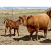Image 8 : Meyer Cattle Inc. - 15 Red Angus X 3rd Calf Pairs (Lethbridge, AB)