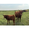 Image 14 : Malarky Farms - 35 Red/Red X Cow/Calf Pairs (Newdale, MB)