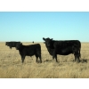 Image 2 : Rowbotham Ranching - 450# November Delivery Steer Calves - 100 Head (Wardlow, AB)