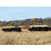 Image 6 : Burnt Out Creek Ranch - 50 Black/BBF Simm/Angus X May/June Calving Bred Heifers (Crooked River, SK)