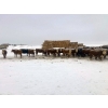 Image 3 : Merrick Campbell Herd Dispersal - 44 4 & 5 Year-Old Bred Cows (Calahoo, AB) VBP+