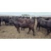Image 7 : Ripple Rock Ranch - 965# July Delivery Heifers - 210 Head (Fincastle, AB)