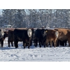 Image 2 : Hopper Farms/Jace Poffenroth - 825# March Delivery Steers - 33 Head (Rimbey, AB)