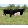 Image 2 : Oxbow Farms - 560# November Delivery Steer Calves - 190 Head (Melita, MB)