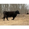Image 10 : C & L Livestock - 29 Black 3rd Calf 3-Way Pairs (Edam, SK) VBP+