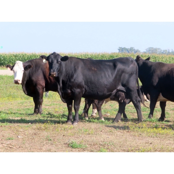 Johnson Livestock - 43 Exotic X Cows (Peebles, SK)