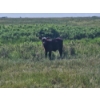 Image 6 : Lee Deschamps - 560# October Delivery Steer Calves - 40 Head (Patricia, AB)