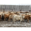 Image 3 : Lowe Ranches - 584# December Delivery Weaned Heifers - 92 Head (Nanton, AB)