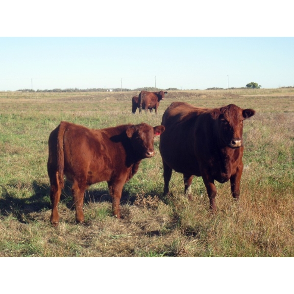Wade & Frances Tobler - 575# October Delivery Steer Calves - 50 Head (Patricia, AB)