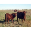Image 1 : Wade & Frances Tobler - 575# October Delivery Steer Calves - 50 Head (Patricia, AB)
