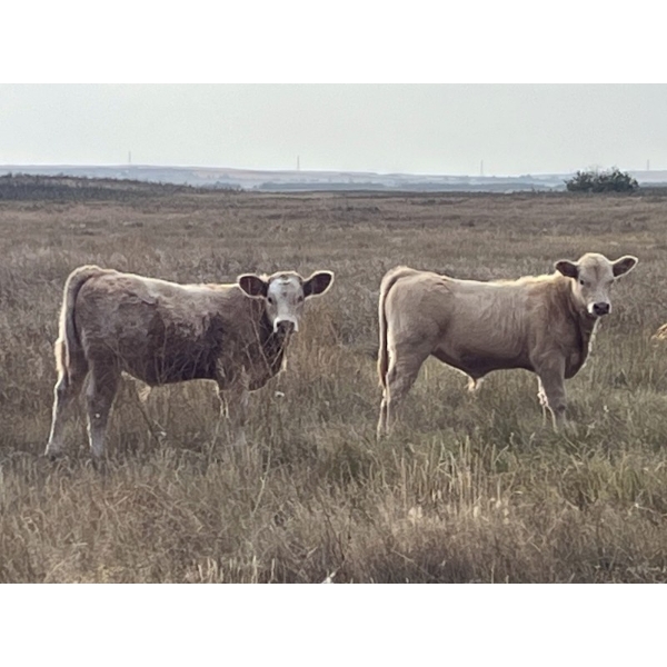 Crisp Ranches - 450# November Delivery Steer Calves - 110 Head (Veteran, AB)