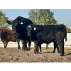 Image 7 : Triple H Land & Cattle - 675# November Delivery Steer Calves - 40 Head (Irricana, AB)