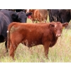 Image 4 : Allan & Janet Nameth - 625# November Steer Calves - 80 Head (Cupar, SK) VBP+