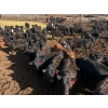 Image 2 : Blandford Farms Ltd. - 930# April/May Delivery Steers - 185 Head (Scandia, AB)