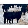 Image 8 : Sturgeon River Ranch - 800# March Delivery Steers - 200 Head (Rockyford, AB)