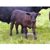Image 7 : Murphy Farming Co. Inc. - 700# November Delivery Steer Calves - 85 Head (Calmar, AB)